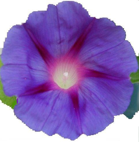 morning glory flowers used as bullets of list